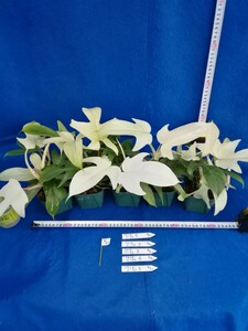 NO.0221　斑入り　古典　フィロデンドロン　フロリダゴースト　５ヶセット　Phirodendron 　観葉植物　