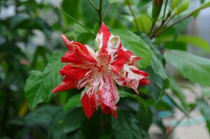 ★TO★花芽付き★八重咲きハイビスカス ‘ハワイアンフラッグ’　Hibiscus ‘Hawaiian Flag’ 　3号ポット植え 挿し木苗　現品　80サイズ