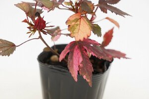 ★TO★珍種シソアオイ ブラックキングのきれいな斑入り　Hibiscus acetocella 'Black King Variegata’　観葉　3号ポット苗　60サイズ