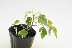 ★TO★インドボダイジュに似たフィカス・ルンフィーの斑入り　Ficus rumphii variegated　かわいい観葉植物 3号ポット苗 現品　60サイズ