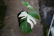 240209☆AO☆モンステラ・デリキオサ・ボルシギアナの白色の斑入り　 Monstera deliciosa var.borsigiana Variegated80サイズ_画像1