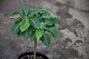 240254☆AO☆珍種　インドボダイジュの矮性品種 Ficus religiosa 'Compacta' 100サイズ