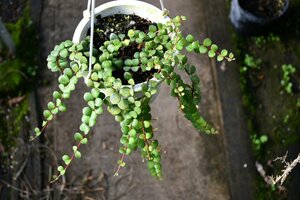 240235☆AO☆珍種　マダガスカルのメディニラ　ハンギング・タイプ　Medinilla sedifolia 80サイズ