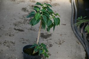 240267☆AO☆珍種　インドボダイジュの矮性品種 Ficus religiosa 'Compacta' 100サイズ