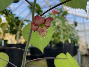 240264☆AO☆ハワイの花木　レッド・イリマ　アブチロン原種 花芽付き　アブチロン・メンジィーシー Abutilon menziesii 80サイズ