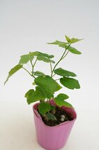 ★TO★食虫植物のようなトケイソウ　パッシフローラ・フォエティダ　Passiflora foetida var. hirsutissima　3号苗　現品　60サイズ_画像5