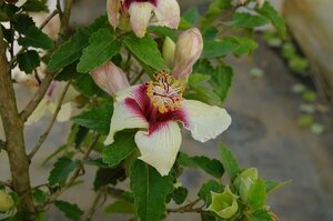 ★TO★激レア★ハイビスカス・インスラリス　Hibiscus insularis　世界で最も貴重な花　3号ポット　挿し木苗　現品　60サイズ　