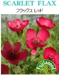 ＜花の種＞フラックス・レッド 0.5ｍｌ　約１３０粒　赤いアマ　４種郵便にて発送