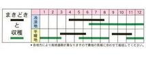 ＜野菜の種＞約700粒　かつお菜　2.5ｍｌ　博多かつを菜 カツオナ　４種郵便で発送　_画像2