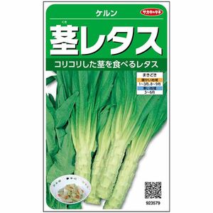 ＜野菜の種＞約290粒　茎レタス　山クラゲ　ケルン　笋　萵筍 　コリコリ食感　４種郵便にて発送