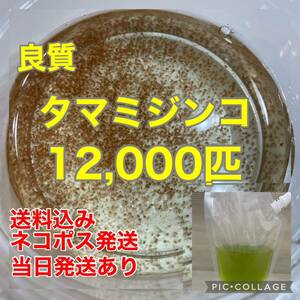 送料無料　良質　タマミジンコ　12,000匹　生き餌　加温メダカ　金魚　らんちゅう　色揚げに　産卵促進　栄養満点　育成スピードUP