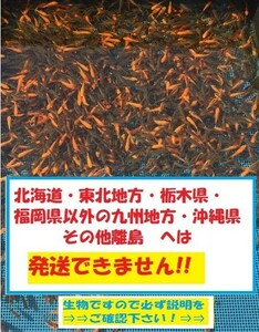 新小赤50匹＋新小姉30匹　小赤　小姉　餌金　金魚　金魚すくい　エサ金