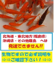 新小姉　50匹　小姉　金魚　餌金　エサ金　コアネ　小姉_画像1