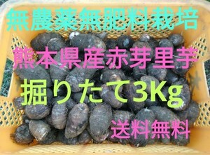 ●無農薬無肥料栽培●熊本県産●赤芽里芋●3Kg