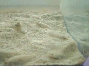 【2匹】ヒラメ　30g浮遊餌付　稚魚　海水魚　生体　アクアリウム　死着保証有⑦