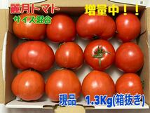 農家直送！！麗月　大分県産トマト(サイズ混合)☆1.3Kg☆11_画像1