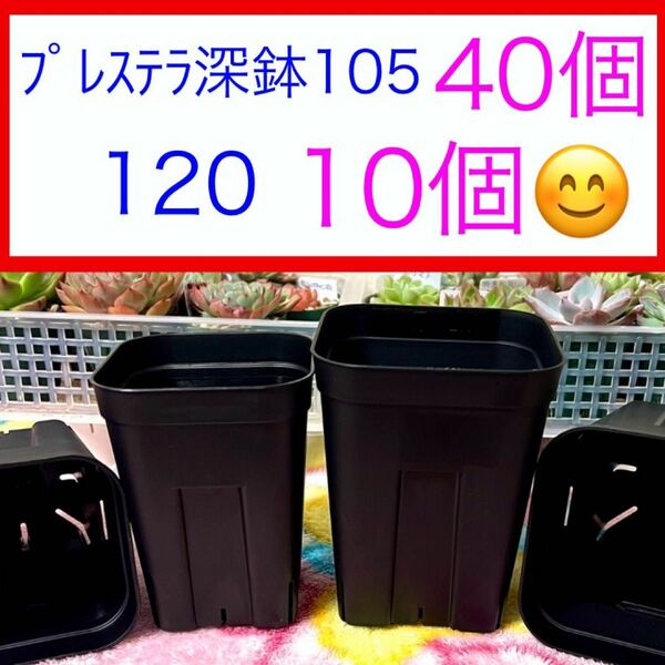 D②④ プレステラお得ｾｯﾄ★ 【105深鉢40個】【120深鉢10個】