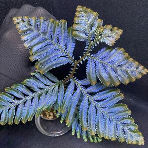 【青光り！】セラギネラsp サラワク州産　selaginella sp.sarawak 熱帯植物　シダ　セラジネラ　