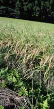 栃木県特一等米ゆうだい21、25キロ無農薬になります。珍しい無農薬のお米を召し上がって見ませんか。もっちり、甘味、ふっくらのゆうだい21_画像6