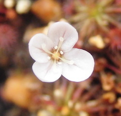 (食虫植物)ピグミー・ドロセラ ピグメア (Drosera pygmaea) White&Red vein のムカゴ7粒（即決なら10粒）