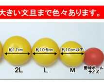 【小玉ちゃん10kg】濃縮味！！爽やか～！高知県産★農家直送　土佐文旦　ジャム、ジュースにも♪ 柑橘_画像5