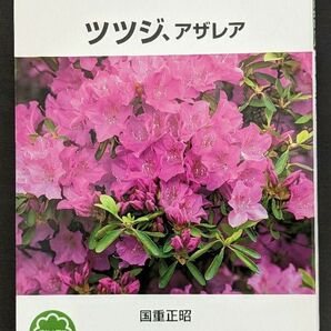 ツツジ、アザレア （ＮＨＫ趣味の園芸　よくわかる栽培１２か月）