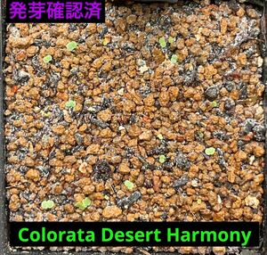 多肉植物 エケベリア Colorata Desert Harmony コロラータ デザートハーモニー　種子　30粒　ゴンザレス・レオさんの種子　貴重品種