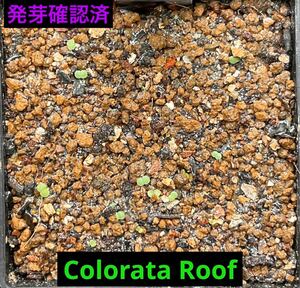 エケベリア Colorata Roof コロラータルーフの種子　30粒　ゴンザレス・レオさんの種子　貴重な種子　多肉植物