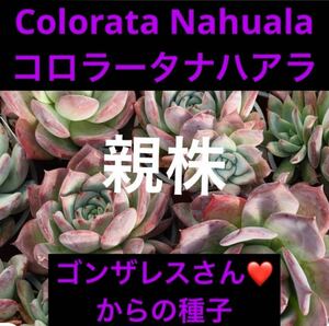 エケベリア Colorata Nahuala コロラータナハアラ　種子　20粒　ゴンザレス・レオさんの種子　貴重品種