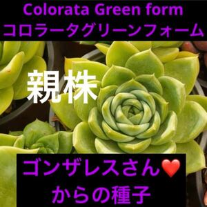 エケベリア属　多肉植物　Colorata Green form コロラータグリーンフォーム　種子　20粒　ゴンザレス・レオさんの種子　貴重品種