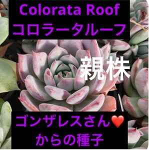 エケベリア Colorata Roof コロラータルーフの種子　30粒　ゴンザレス・レオさんの種子　貴重な種子　多肉植物