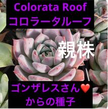 エケベリア Colorata Roof コロラータルーフの種子　30粒　ゴンザレス・レオさんの種子　貴重な種子　多肉植物_画像4