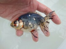 浅葱バツグン【AQUAいろ】 国産　キャリコ琉金　約１１センチ 水槽飼育横見もオススメ！安心現物販売　同梱包可能　即決可能　№1_画像2