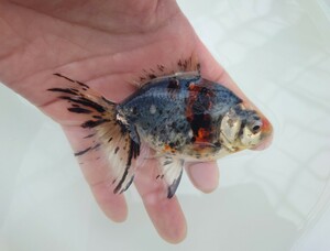 浅葱バツグン【AQUAいろ】 国産　キャリコ琉金　約１１センチ 水槽飼育横見もオススメ！安心現物販売　同梱包可能　即決可能　№1