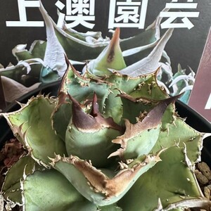 205【上澳園芸】 アガベ　agave チタノタ 鰐亀 希少 特選 極上 優良血統子株 