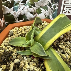 212【上澳園芸】アガベ チタノタ オバティフォリア オルカ Agave titanota 　 胴切子株 