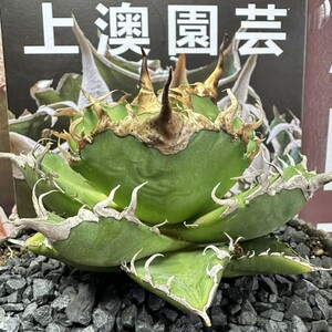 444【上澳園芸】 アガベagave チタノタ 蜘蛛 クモ 特選 優良血統 TC株 (検皇冠 蚩尤 星空 麻花龍 ）