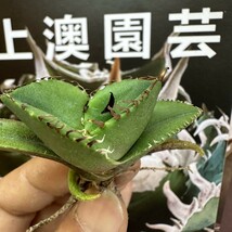 463【上澳園芸】アガベ チタノタカービィ獣です 肉厚連刺 発根済 優良血統 TC株_画像3