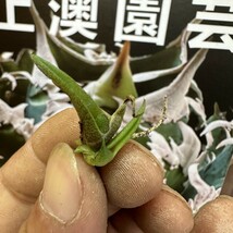 475【上澳園芸】 アガベagave チタノタ 白豪棘 特選 優良血統 TC株_画像4