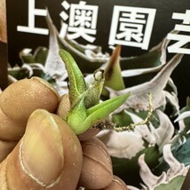 475【上澳園芸】 アガベagave チタノタ 白豪棘 特選 優良血統 TC株_画像7