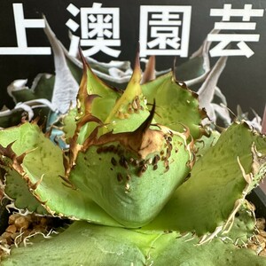 595【上澳園芸】 アガベ チタノタ 金蟾 優良血統 TC株 (検皇冠 蚩尤 星空 麻花龍 ）