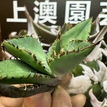 616【上澳園芸】アガベ 多肉植物 チタノタ ’ 熊猫 パンダ 極上子株 包葉_画像5