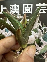 444【上澳園芸】 アガベagave チタノタ 蜘蛛 クモ 特選 優良血統 TC株 (検皇冠 蚩尤 星空 麻花龍 ）_画像4