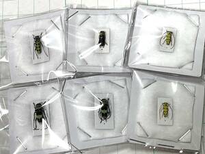 【日本の甲虫標本】東京都,神奈川県の小型カミキリ4種6頭【ルリカミキリ、オニグルミノキモン、ラミーカミキリなど】