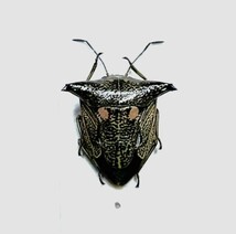 【日本の甲虫標本】神奈川県産　ウシカメムシ　【約7ミリ】_画像1