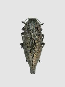 【外国産甲虫標本】ロシア産　★フタオタマムシ　【約19ミリ】