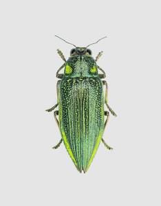 【日本の甲虫標本】沖縄本島産　アオムネスジタマムシ1頭　【約29ミリ】