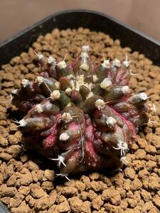 多肉植物 サボテン ギムノカリキウム　錦　Gymocalycium Mihaovichii Variegated 'T-REX' 　 ビザールプランツ 珍奇植物 塊根植物　①