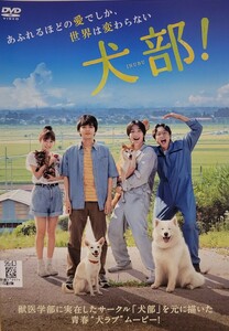 [417] DVD 映画 犬部! 林遣都 中川大志 大原櫻子 ※