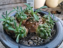 【ユーフォルビア・峨眉山＊Euphorbia Gabisan＊鉄甲丸×瑠璃晃＊ハイブリッド種】08★写真現品★　　　_画像1